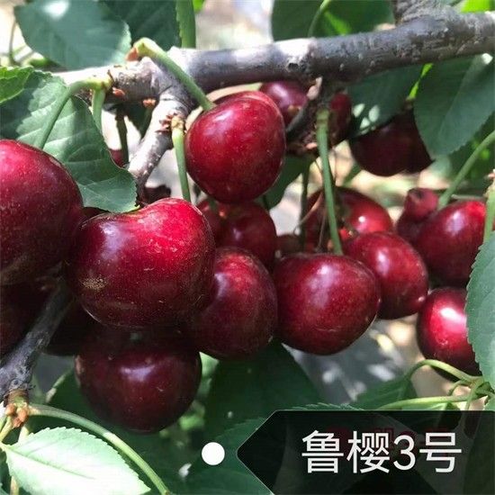 魯櫻3號櫻桃苗