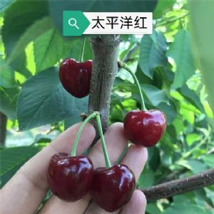 太平洋紅櫻桃苗